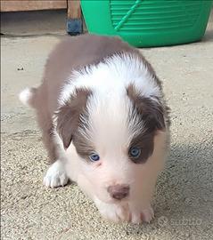 Border Collie cuccioli