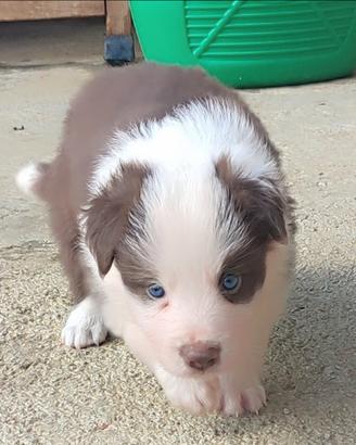 Border Collie cuccioli