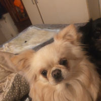 Chiuahua per monta PD