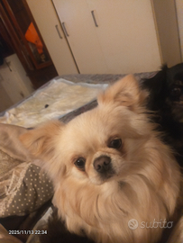 Chiuahua per monta PD