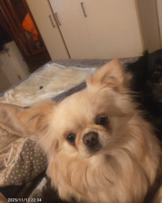 Chiuahua per monta PD