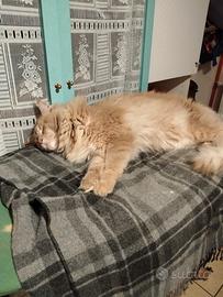 Maine coon per accoppiamento