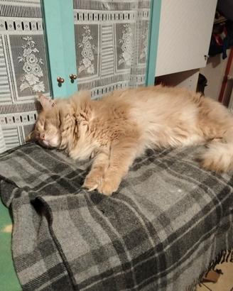 Maine coon per accoppiamento