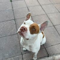 Pitbull