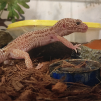 Geco leopardino