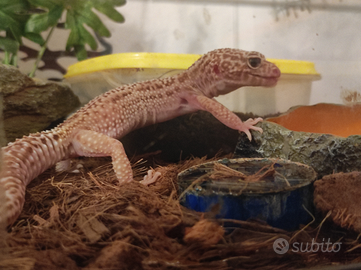 Geco leopardino