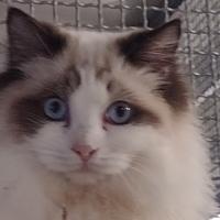 Cucciolo di ragdoll con pedigree