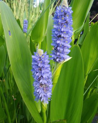 Piante facili per avere un bel giardino 