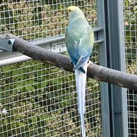 Parrocchetto dal collare