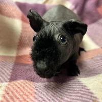 Cavia skinny maschio