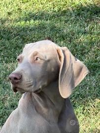 Cuccioli weimaraner