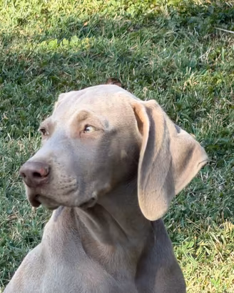 Cuccioli weimaraner