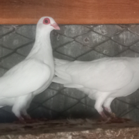 Colombi occhialoni di Parma