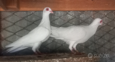 Colombi occhialoni di Parma