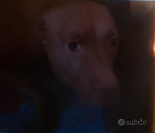 Pitbull dolcissima