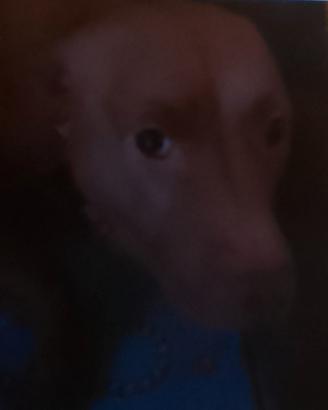 Pitbull dolcissima