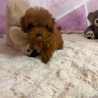 Barboncino (barbone) toy e teacup fulvo