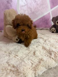 Barboncino (barbone) toy e teacup fulvo