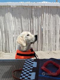 Cucciola golden retriever in adozione