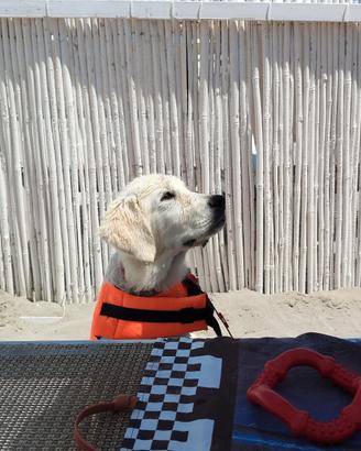Cucciola golden retriever in adozione