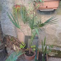 palme grande 30€ piccola 20€