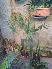 palme grande 30€ piccola 20€