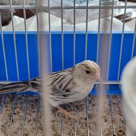 Canarini agata femmina