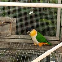 Caicco testa nera ed altri pappagalli