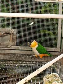 Caicco testa nera ed altri pappagalli