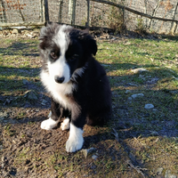 Cuccioli border collie The power of Love Puppy