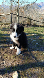 Cuccioli border collie The power of Love Puppy