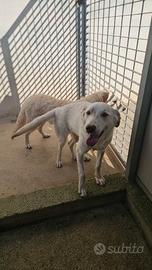 Chiara: 1 anno, socievole ed equilibrata