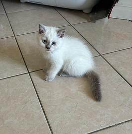 Scottish blue point puri