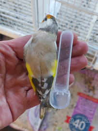 Cardellino tuschi 2025