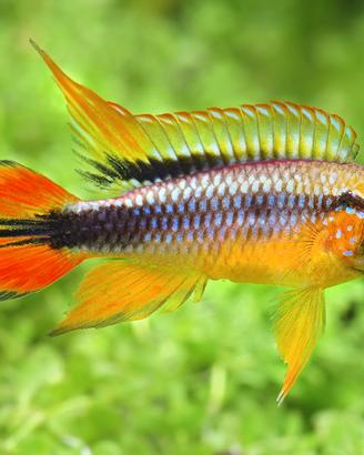 CICLIDI SUDAMERICANI