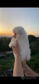 Cucciolo Spitz di Pomerania