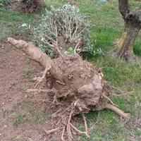 Olivo di circa 30 anni