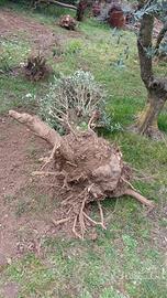 Olivo di circa 30 anni