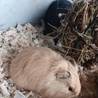 Cavia peruviana