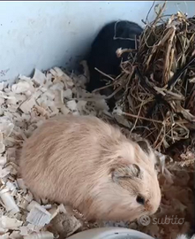 Cavia peruviana