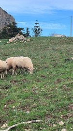 Montone ile de france