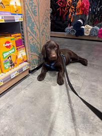 Vendita Labrador Chocolate