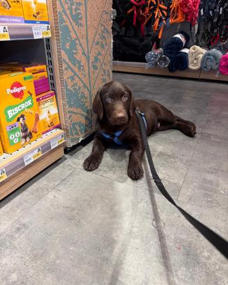 Vendita Labrador Chocolate