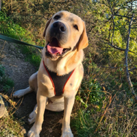 Stallone di labrador miele per accoppiamento