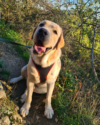 Stallone di labrador miele per accoppiamento