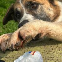 Cucciolo taglia media