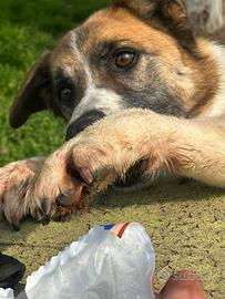 Cucciolo taglia media