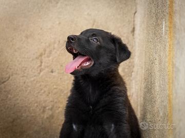 Cucciolo femmina due mesi Labrador golden mix