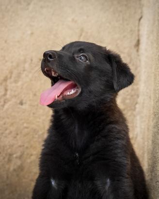 Cucciolo femmina due mesi Labrador golden mix
