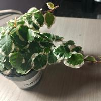 Ficus pumila SUNNY